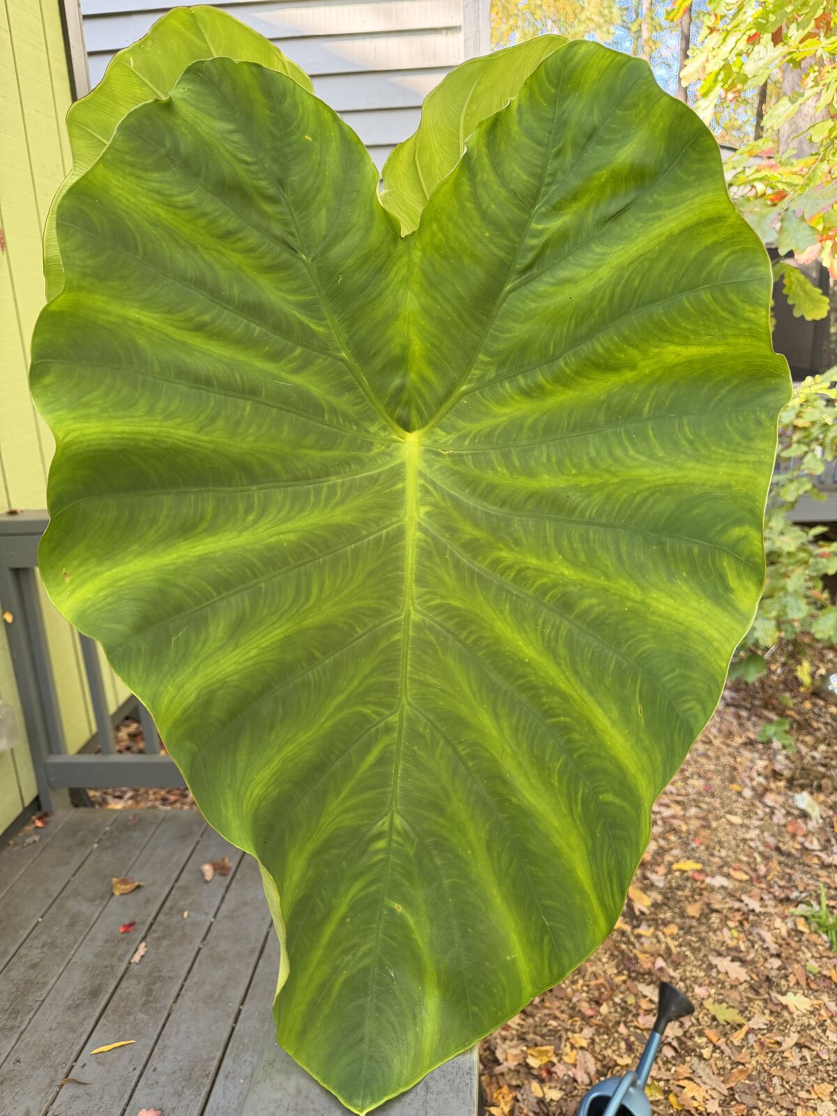 One of two large Colocasia leaves held up face-up against the house — the leaf that later cracked in half
