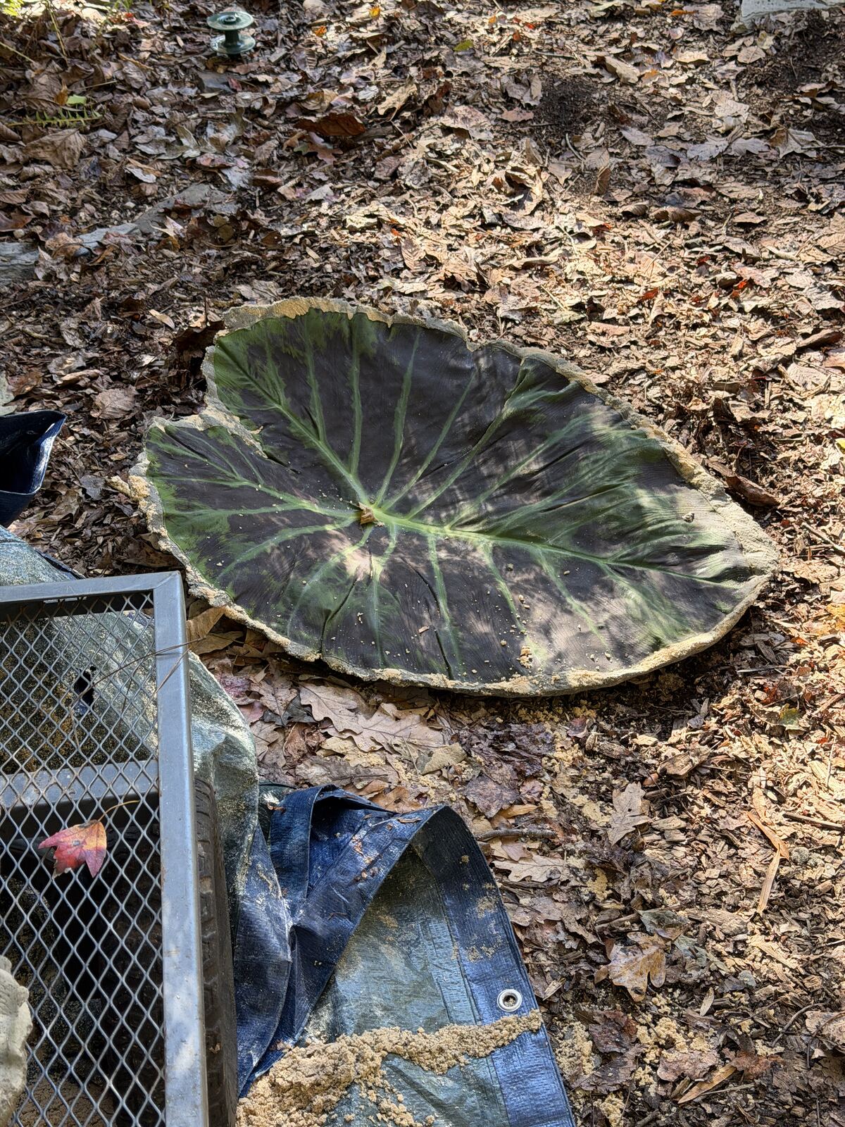 One concrete cast on the ground with the leaf partially peeled away